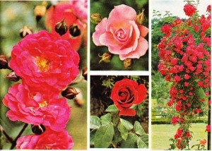 Çeşitli Güller