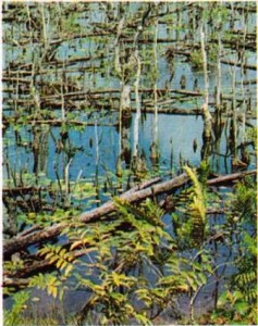 Fransız Guyanası'nda Maroni ırmağından bir görünüş 