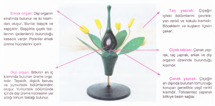 çiçek organları