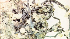 Bir kuvars gangının içine sıkışıp kalmış doğal haldeki gümüş