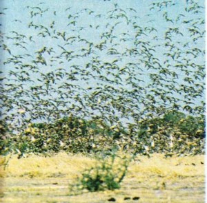 Çat gölünün güneyinde, gri bir bulut halinde uçan dövüşken kuşlar.