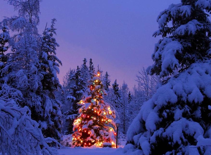 çam ağacı neden süslenir