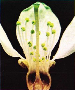 Çok sayıda erkek organı olan kiraz ağacı çiçeğinin kesiti