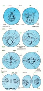 Hücrenin mitoz bölünmesinin dört evresi 
