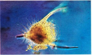 Bir ışınlının büyütülmüş görünüşü.