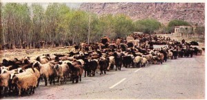 Şiraz ve Ahvaz arasında sürdürülen göçebe hayvancılık