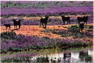 Sevilla yakınlarında Urguijo ’da yetiştirilen boğalar