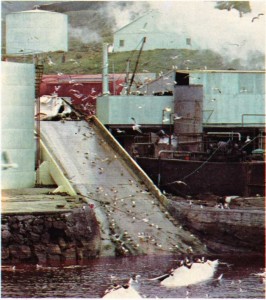 İzlanda Balina işleme istasyonu