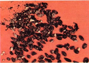 cilalı taş devri tahıl taneleri