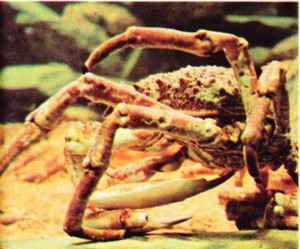 deniz örümceği maia