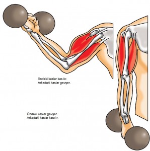 kol kaslarının gevşemesi ve kasılması