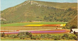Kaliforniya'da çiçek yetiştirme alanı