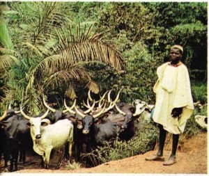 kamerunlu bir çoban