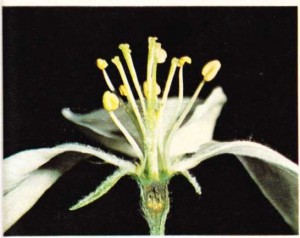 Bir elma çiçeğinin üreme organı