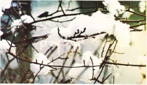 Dutlar üstüne yağmış karlar