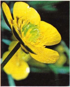 Kapalı tohumlulardan düğün çiçeği