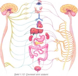 çevresel sinir sistemi