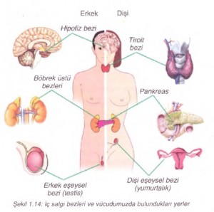 iç salgı bezlerinin vücudumuzda bulunduğu yerler