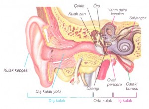 Dış orta ve iç kulakta bulunan yapılar