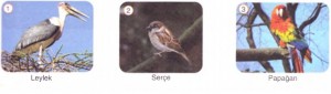 leylek serçe papağan