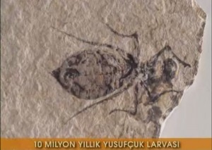 10 milyon yıllık yusufçuk fosili