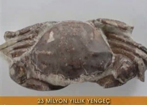 23 milyon yıllık yengeç fosili