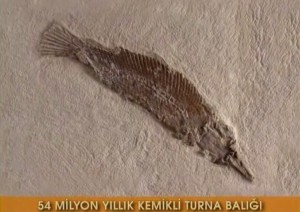 54 milyon yıllık kemikli turna balığı