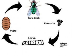 Sineğin başkalaşım evreleri