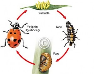 Uğurböceğinin başkalaşım evreleri