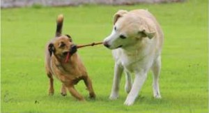 elektronların ortaklaşa kullanımı