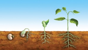 fasulye büyüme aşamaları