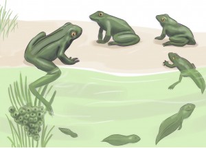 Kurbağanın Başkalaşım Evreleri