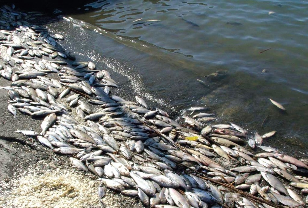 su kirliliği sonuçları