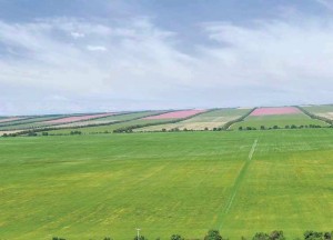 tarım alanlarında yapılan rüzgar perdeleri