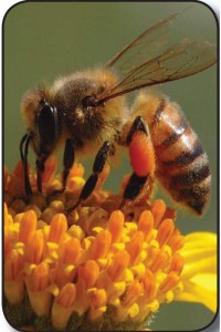 arılar mor ötesini görür_mini