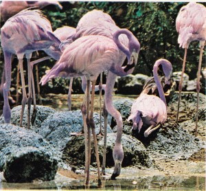 Pembe renkli flaman kuşları