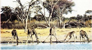 gevişgetiren hayvan zürafa