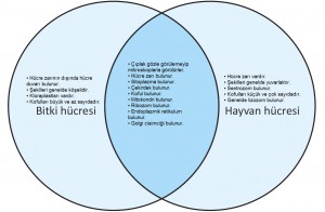 bitki ve hayvan hücrelerinin venn şeması