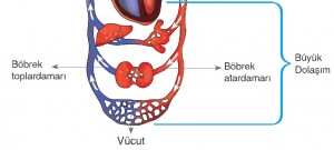 büyük kan dolaşımı