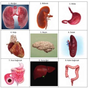 büyük ve küçük kan dolaşımı organları