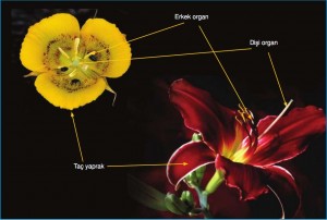 çiçeğin kısımları