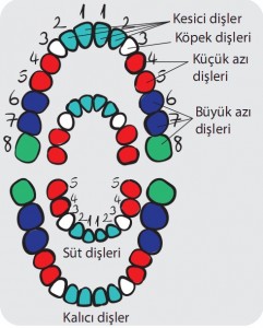 dişlerin görevleri