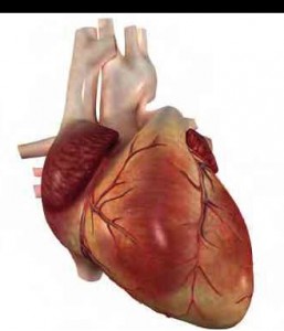 dolaşım sistemi elemanı kalp