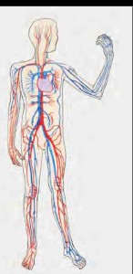dolaşım sistemi sağlığı