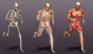 hareket etmemizi sağlayan yapılar