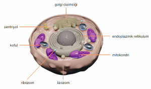 hayvan hücresi çizimi
