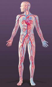 insanda dolaşım sistemi