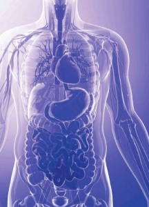 insanın organları en küçük yapı birimi