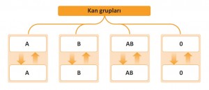 kan grupları ve kan alışverişi