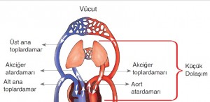 küçük kan dolaşımı